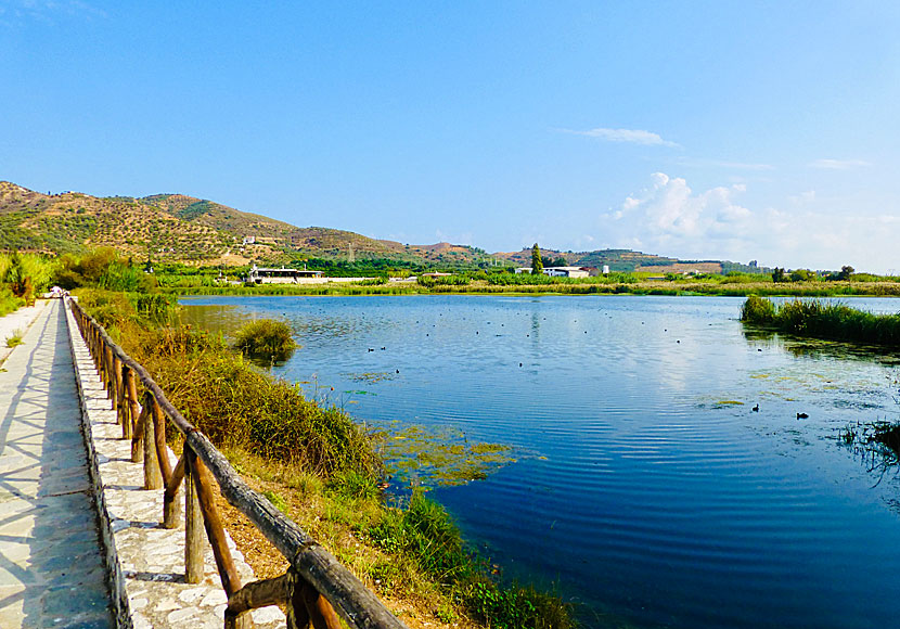 The birdwatchers' lake Agia Lake south of Chania in Crete.