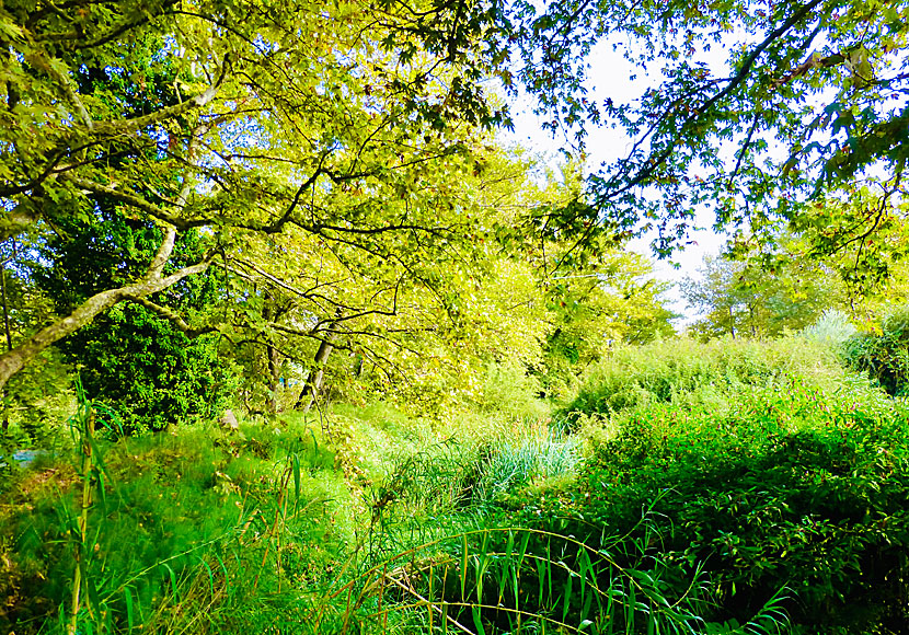 There is also a small deciduous forest at Agia Lake where many different types of birds nest.