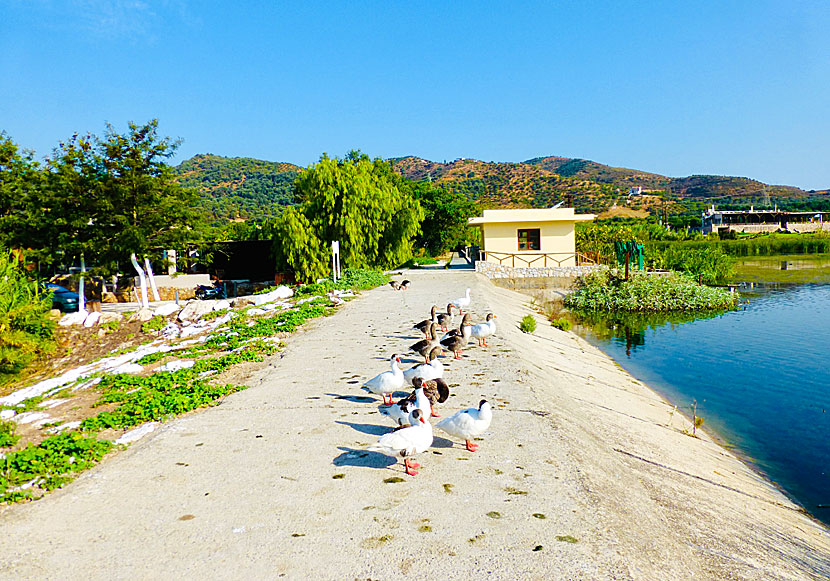 Bird rarities at Agia Lake south of Chania.