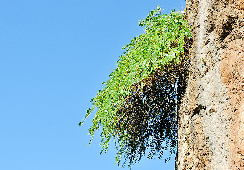 In Crete, wild capers grow very beautifully as flowers.