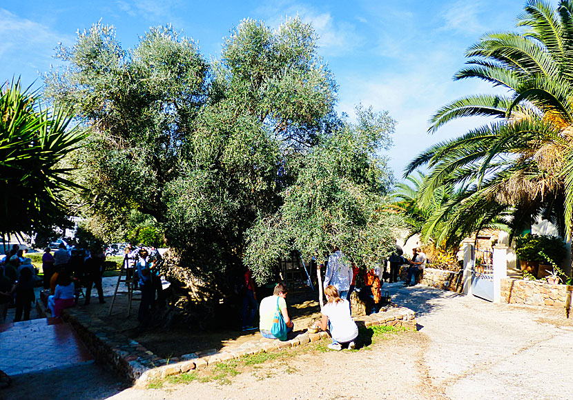 The world's oldest olive tree grows in Ano Vouves in Crete.