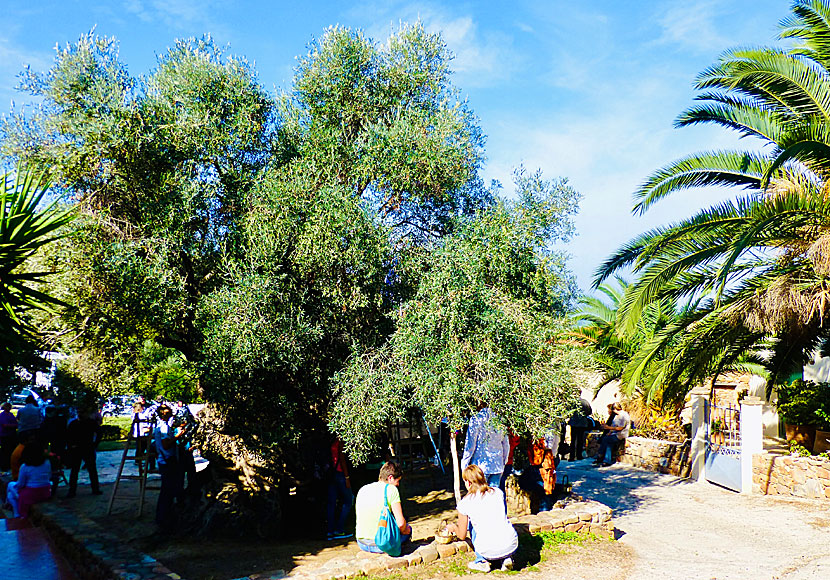 Don't miss the world's oldest olive tree when you travel to Western Crete.