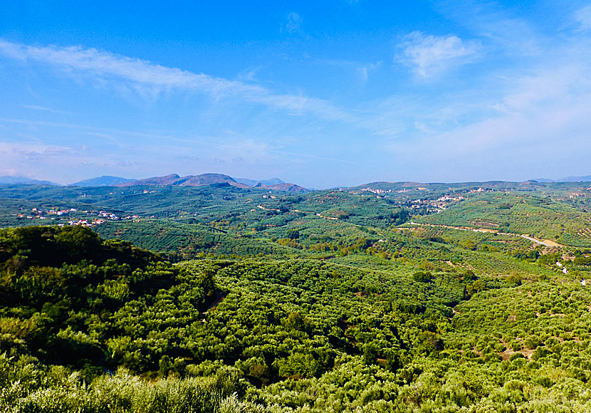 Olive trees on the way up to "The world's oldest olive tree in Ano Vouves in Crete.