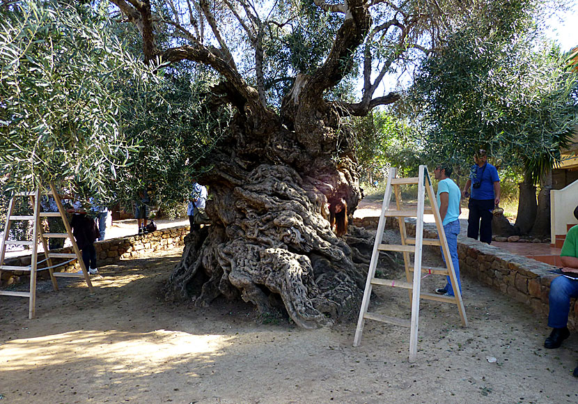 If you go on the trip called Western Adventure you will meet the world's oldest olive tree in Crete.