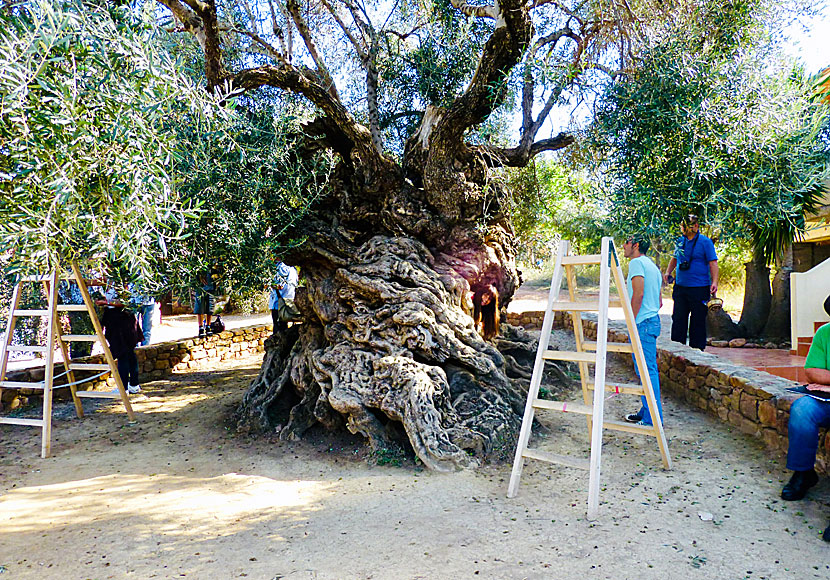 If you go on the trip called Western Adventure you will meet the world's oldest olive tree in Crete.