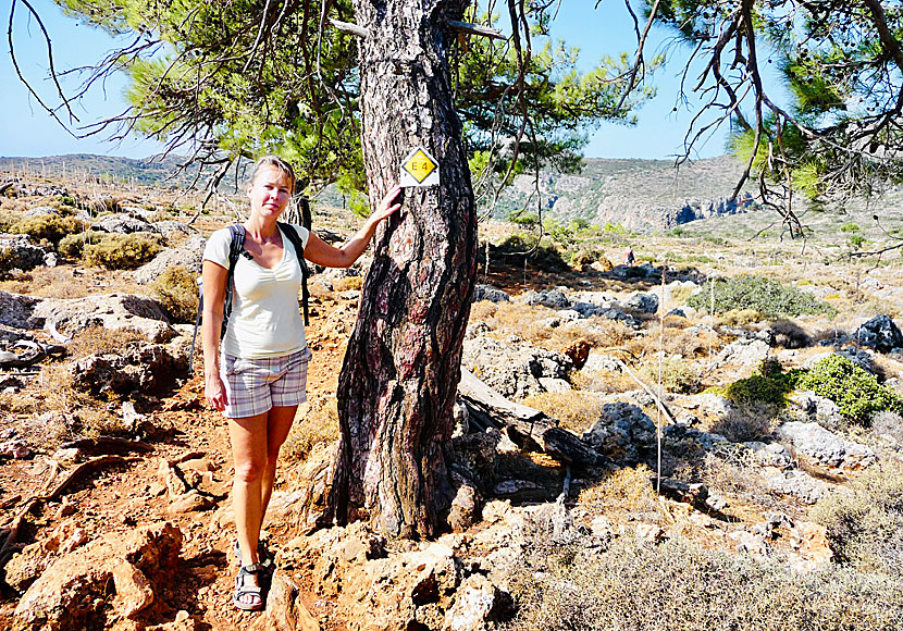 The hike to Lissos is part of the E4 trail and starts and ends in Sougia near Paleochora in southern Crete.