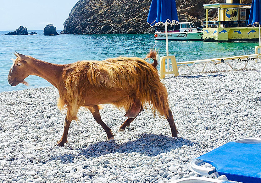 There are many thieving goats who want to steal your food at Sweetwater beach.