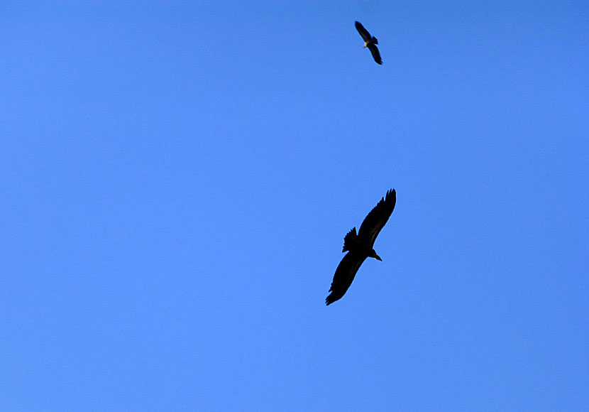 Griffon vultures are a common sight in the Agiofarago gorge.