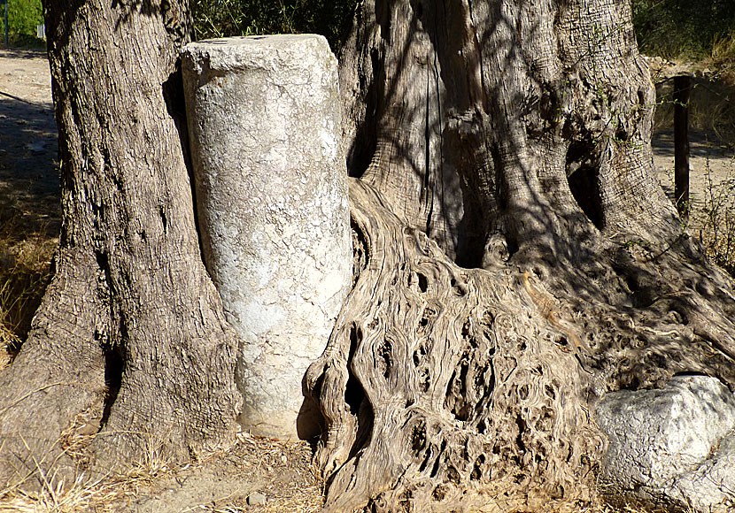 The ancient pillar that has grown into an olive tree outside Gortyns in Crete.