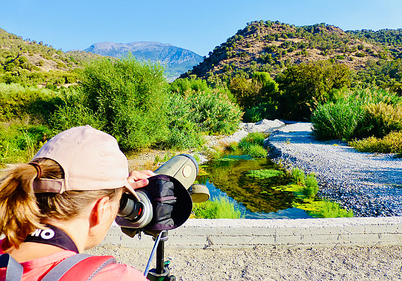 At Faneromeni Lake in Crete have we seen bee eater, black kite, marsh sandpiper, cirl bunting, common kingfisher, black-crowned night heron, water rail, ferruginous duck and long-legged buzzard.