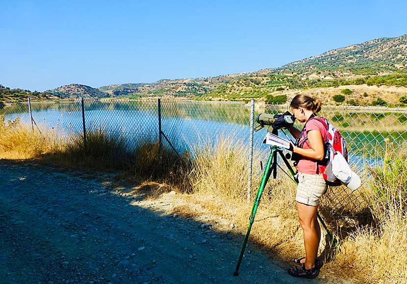 Faneromeni lake in Crete is an eldorado for birdwatchers.