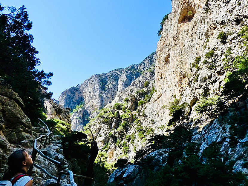 The Rouvas gorge is home to one of Crete's few oak forests.