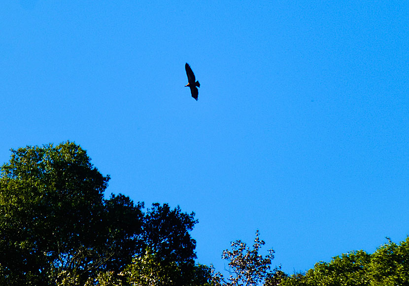 Griffon vultures are very common in the gorge of Rouvas in Crete.