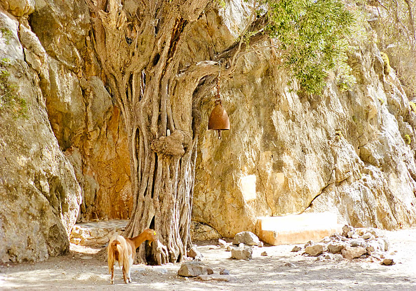 Church bells, goats and old olive trees in Agiofarago.