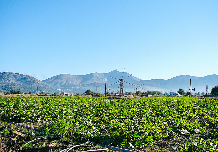 The Lasithi Plateau in Crete is surrounded by high mountains and vegetable farms.