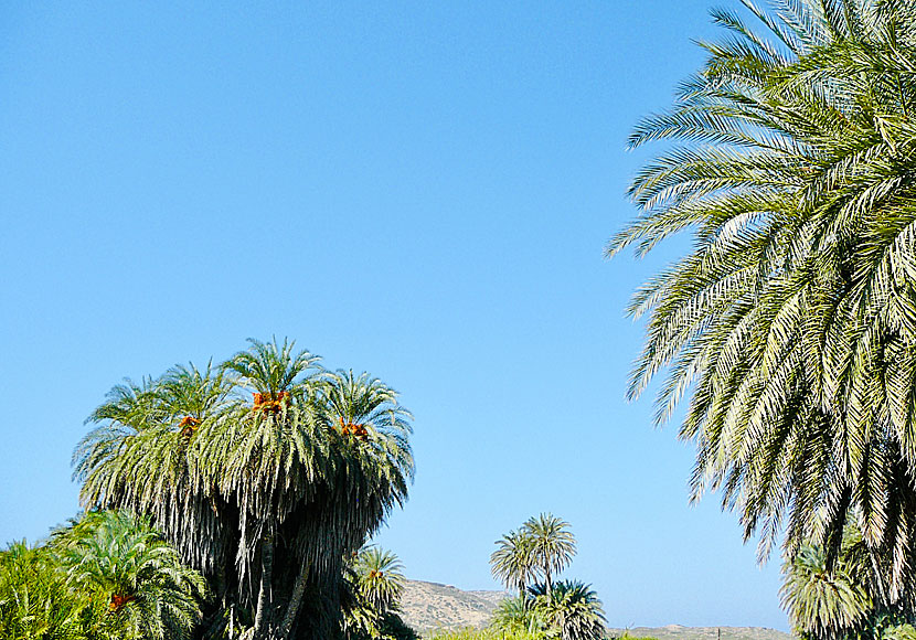 In eastern Crete there are two beaches with palm trees: Itanos and Vai beach.