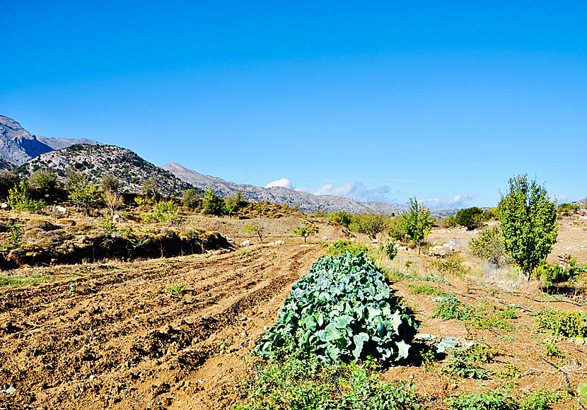 There are not as many cultivations on the Katharo Plateau as on the Lasithi Plateau.