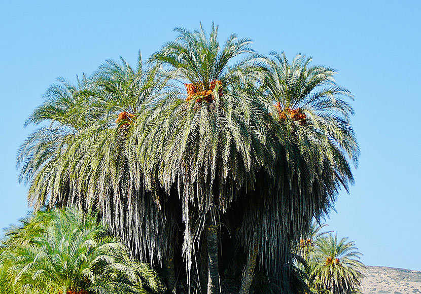 The palm trees on the palm beach of Vai in Crete are very impressive.