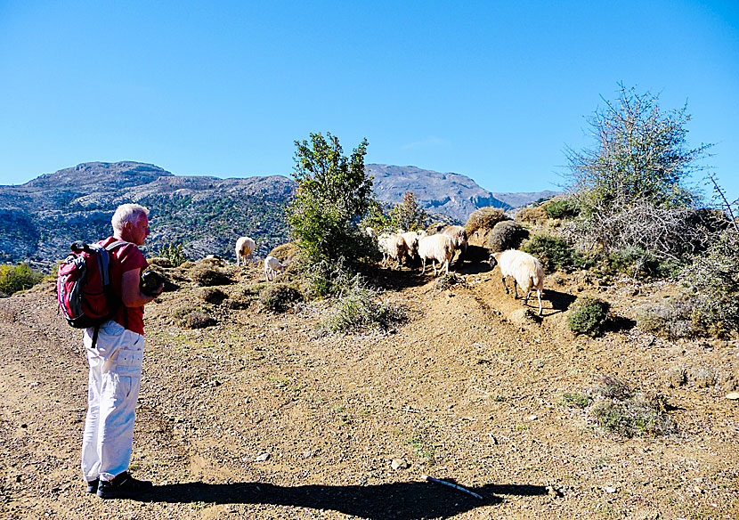 There are more goats and sheep than people on the Katharo Plateau.