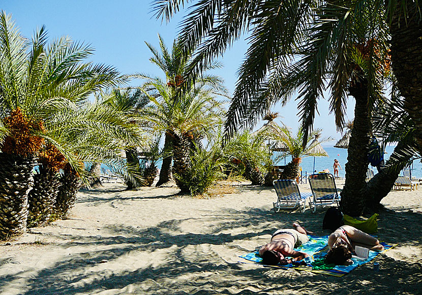 On the palm beach Vai in Crete there is parking, taverns and sun loungers.