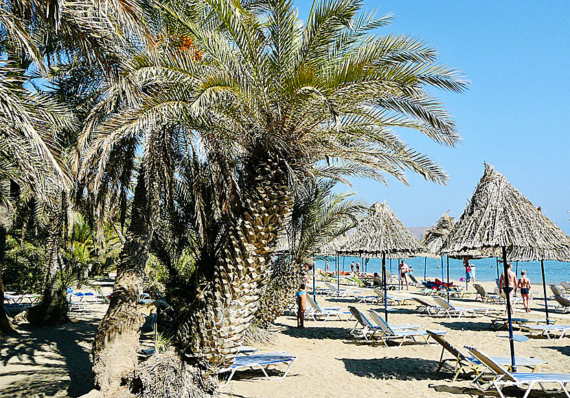Do not miss the Vai palm beach when you are in Eastern Crete.