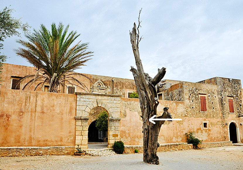 In the cypress on the right, is a bullet left from the battle of Arkadi in Crete.