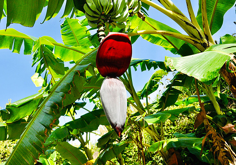 Banana tree where bananas grow in Argyroupolis in Crete.