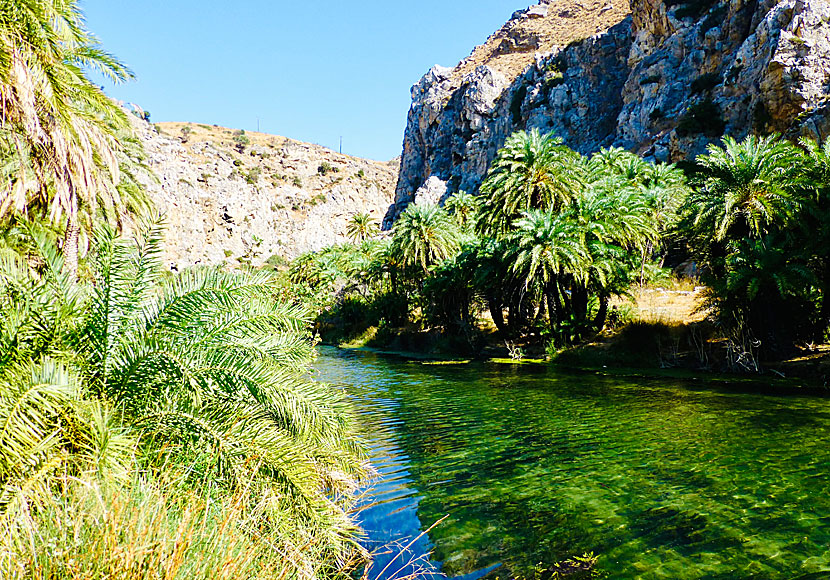 Swimming up in the river at Preveli beach in Crete is a cool and very cold experience.