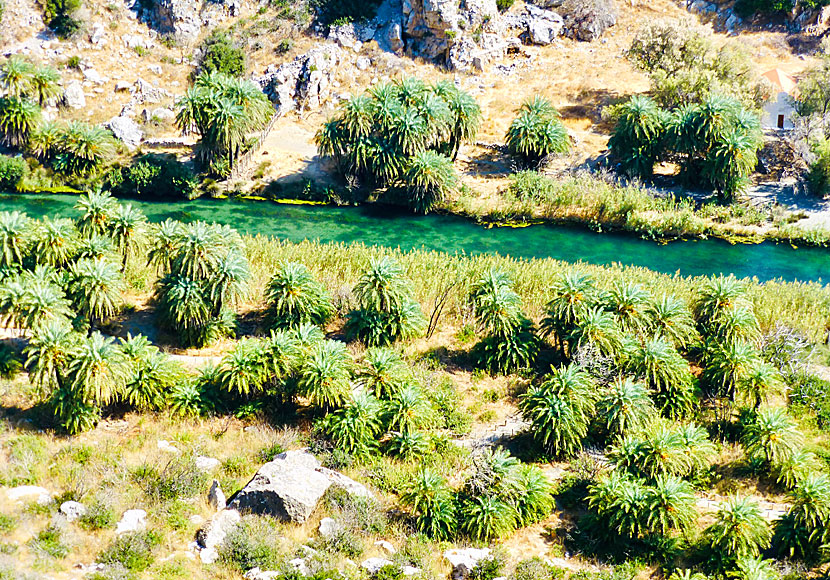 Some of the many beautiful palm trees along the river at Preveli beach in Crete.