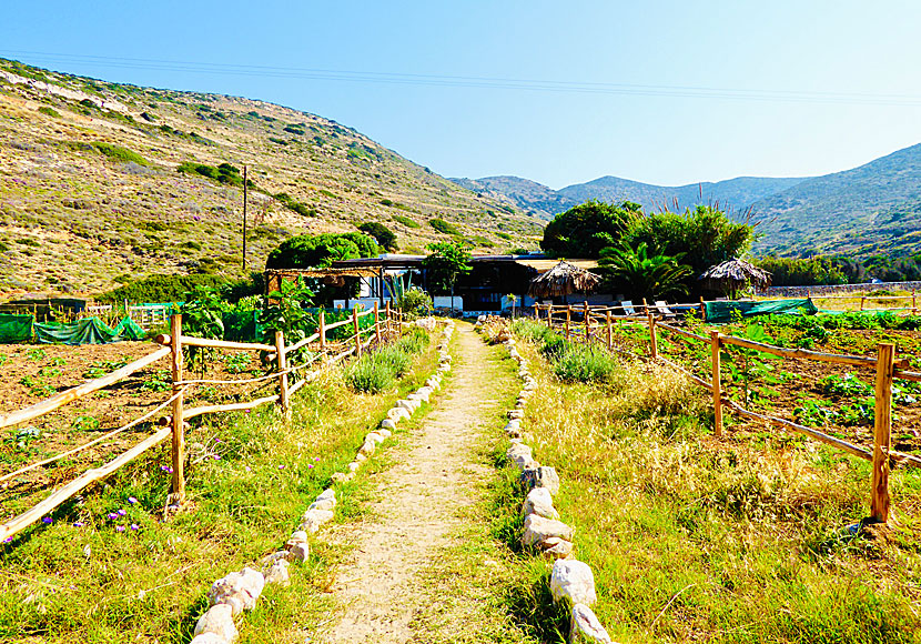 Taverns are located in Stavros, Kalotaritissa, Mersini and here at Kedros beach in Donoussa.