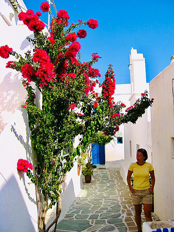 Bougainvillea in Kastro.