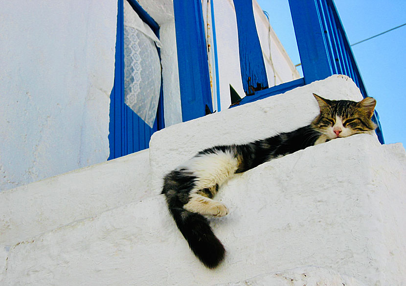 Cats in Chora and Kastro on Folegandros.