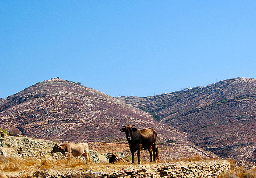 You can hike to Livadaki beach or go by boat from Folegandros port Karavostasi.