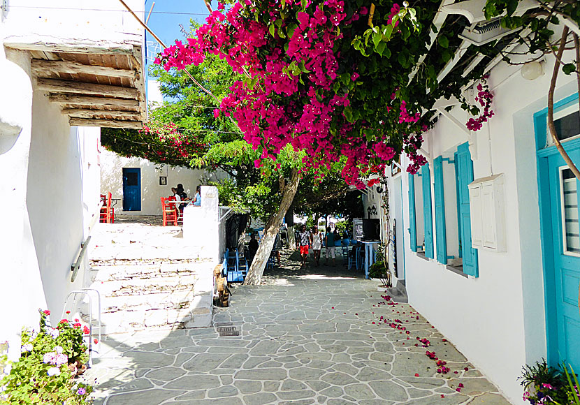 Bougainvillea in Kastro and Chora on Folegandros.