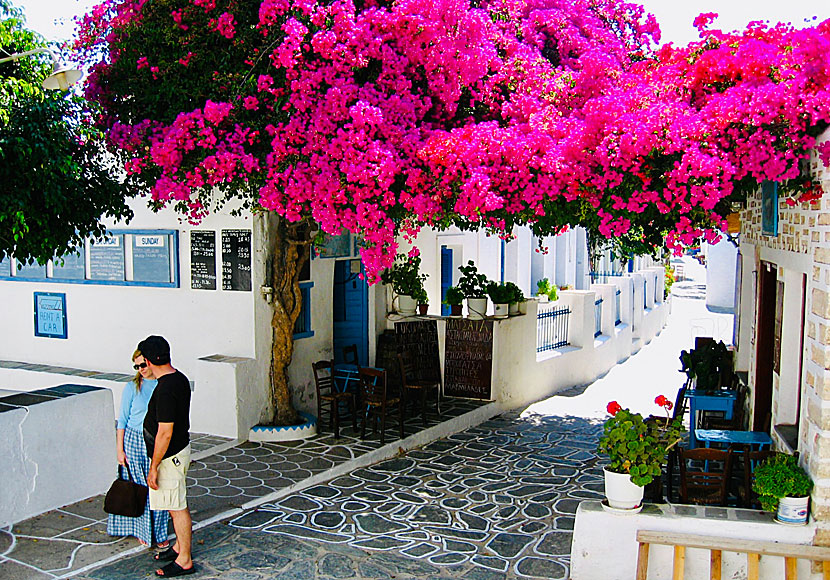 Bougainvillea in Chora in Folegandros.