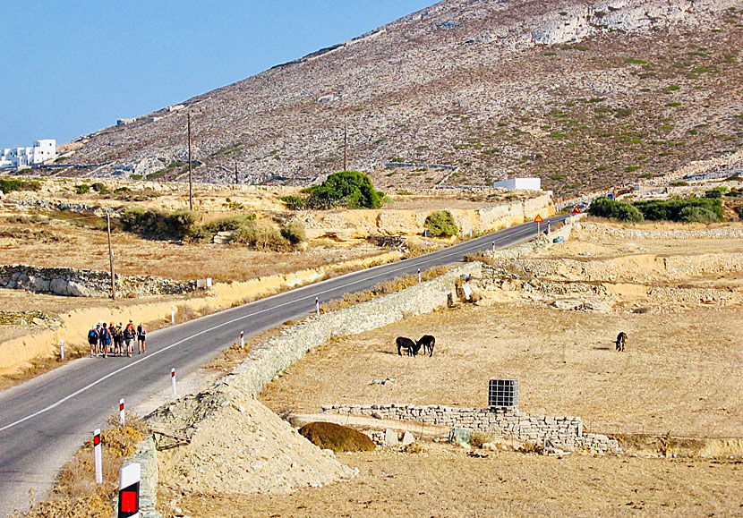 The traffic on Folegandros is minimal, so it's just as well to walk on the roads.