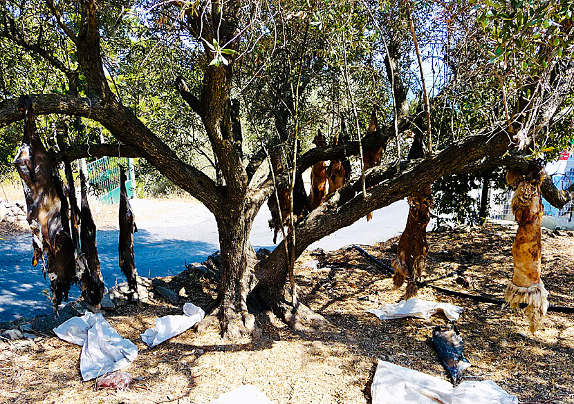 Dead goats hang from a tree outside Christos Raches.