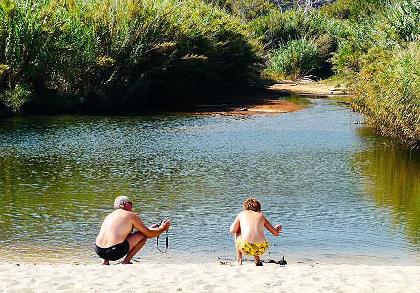 Domesticated freshwater turtles can be found in several places on Ikaria, including in the river Myrsonas river on Messakti beach.