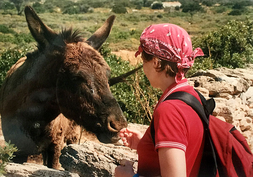 Donkeys on Iraklia in the Greek archipelago.