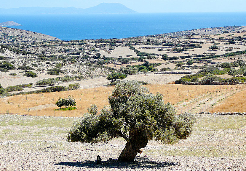 Hike on the island of Iraklia in Greece.