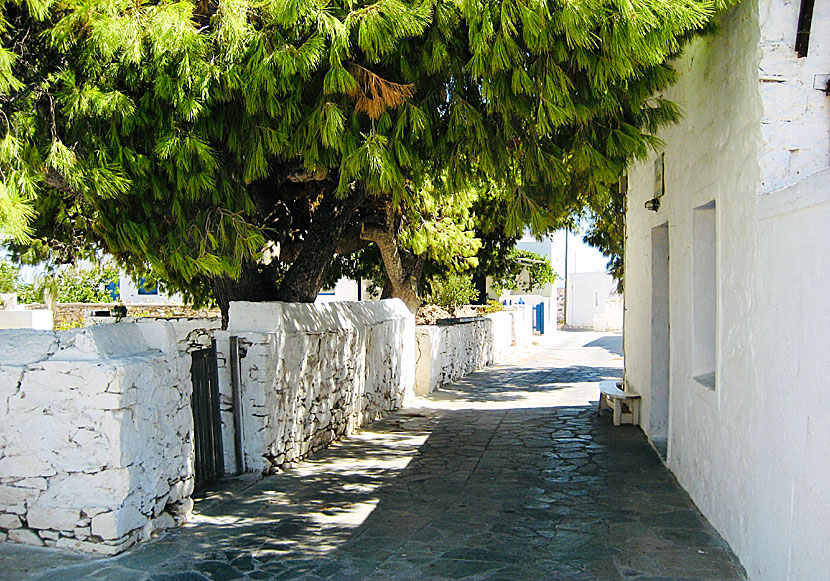 In Iraklia's capital Panagia (also called Chora) there are about 40 inhabitants.