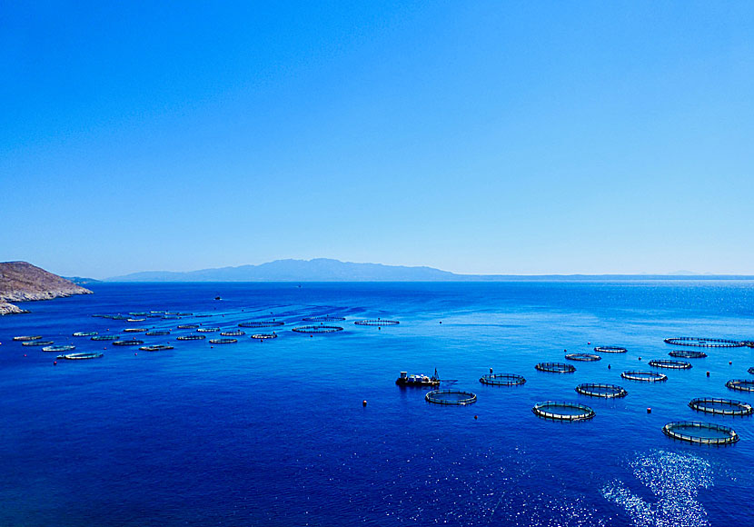 Pisciculture close to Akti beach in Kalymnos.