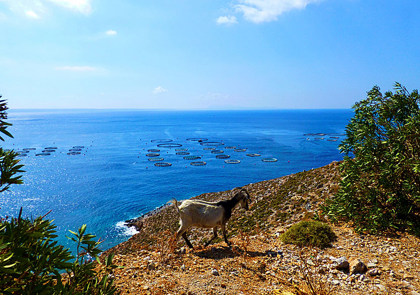 Kalymnos is one of the islands in the Dodecanese where there are the most fish farms.