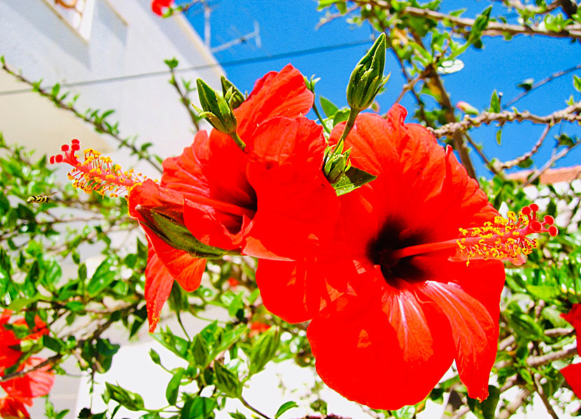 I photographed this heavenly beautiful hibiscus flower in Diafani.
