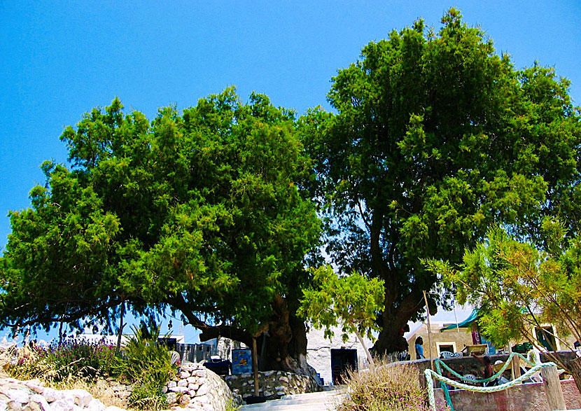 Old Taverna Under The Trees in Finiki.