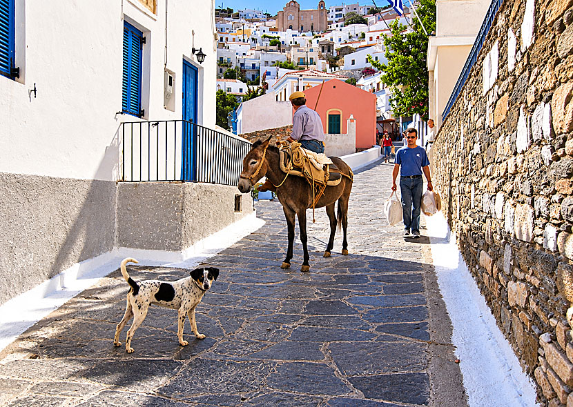 Donkeys and dogs in Chora on Kea.