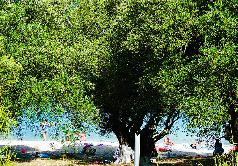 Foki beach which is south of Fiskardo in Kefalonia.