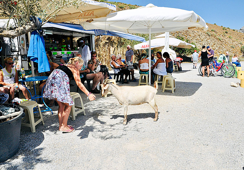 At the parking lot above Therma there is a canteen and lots of hungry goats.