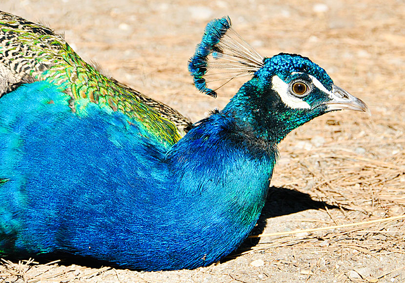 Peacocks at Plaka Forest in Kos.