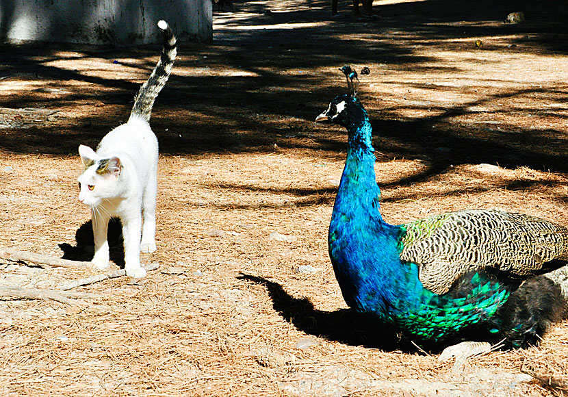 There are also a lot of cats in Plaka Forest in Kos.